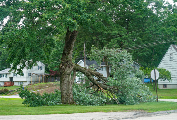 The Steps Involved in Our Tree Care Process in Aberdeen, NC